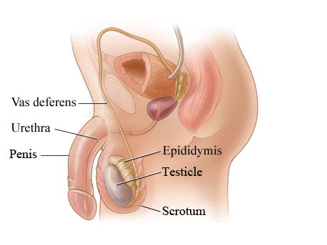 testicul penis penis care este grosimea penisului la bărbați